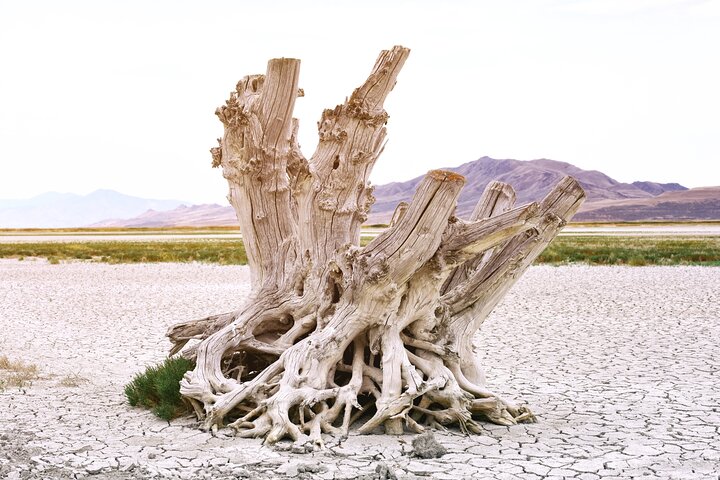 Antelope Island Wildlife Expeditie Geweldig Salt Lake Avontuur