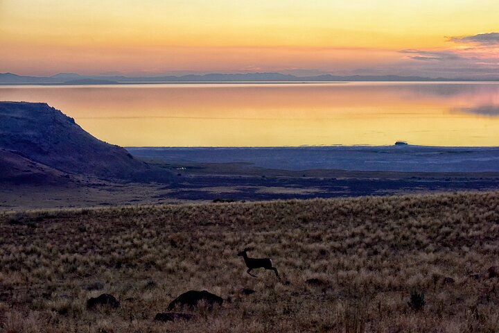 Restauranter i nærheten av Antelope Island Sunset Wildlife Expedition