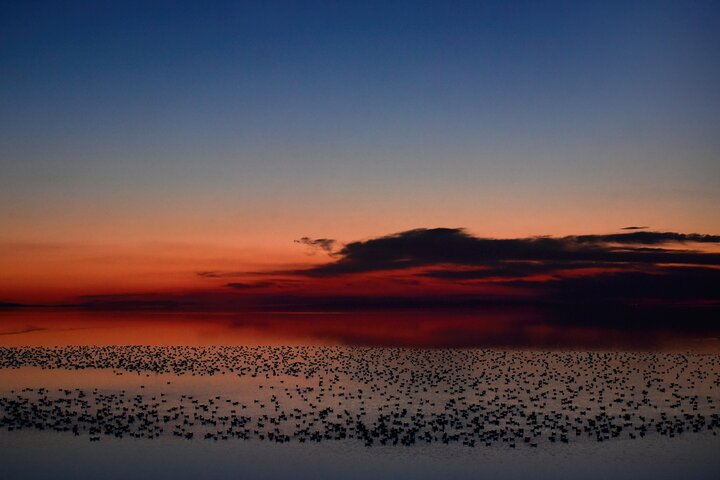 Antelope Island Wildlife Expeditie Geweldig Salt Lake Avontuur