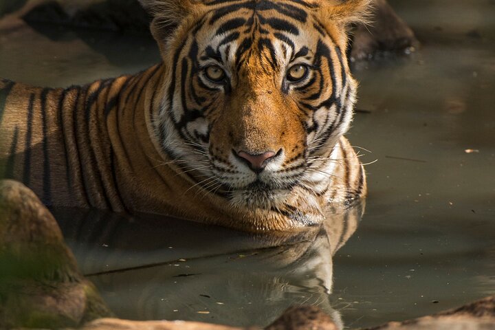 Safari della tigre nel parco nazionale di Ranthambore | Canter Opzioni