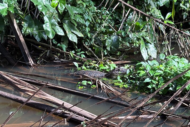 Tortuguero kajakk-eventyr