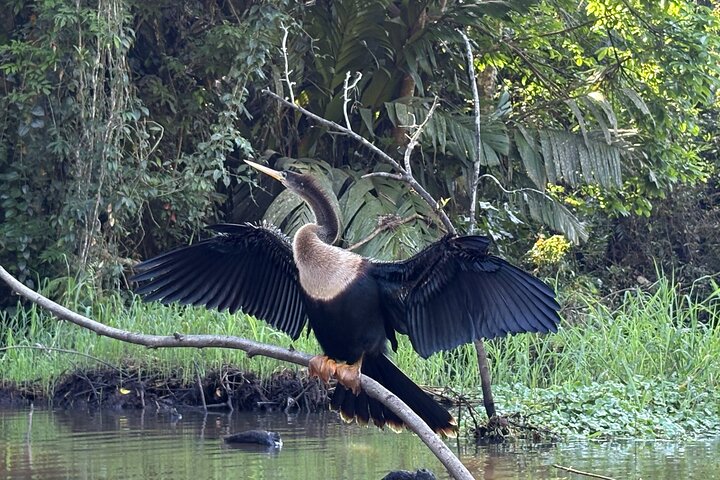 Tortuguero kajakk-eventyr