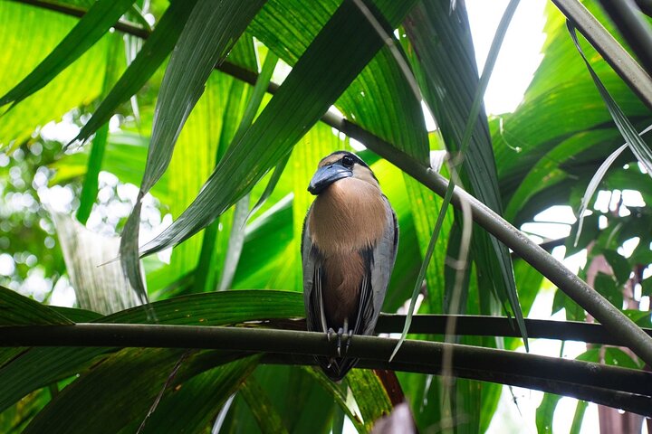 Tortuguero kajakk-eventyr