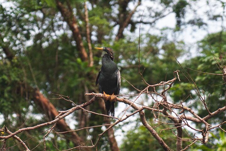 Tortuguero kajakk-eventyr