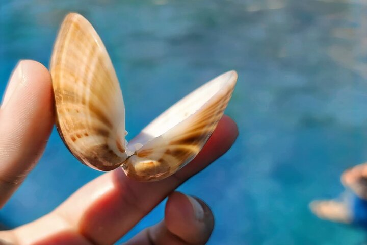 Makarska 3 - Island Speedboat Tour: Golden Horn og "Little Venice"