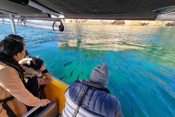Cathedral Cove Tour guidato di 2 ore Esplora le meraviglie marine