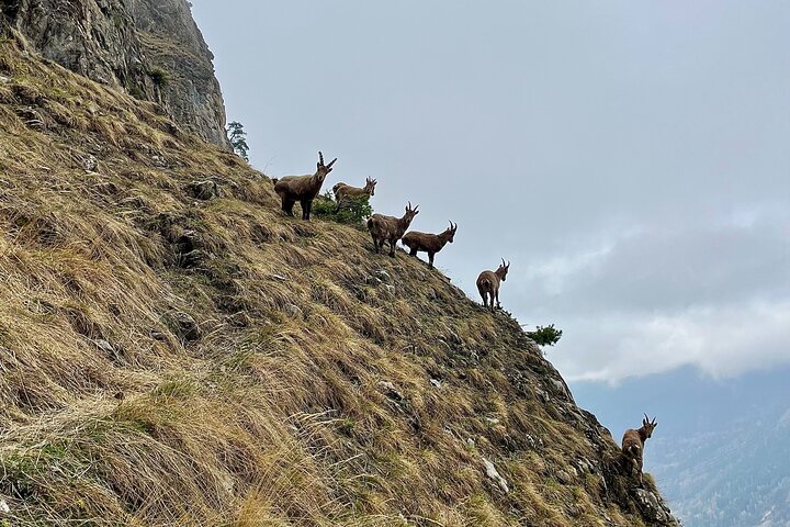Excursão de dia guiada nas Dolomitas da Brenta