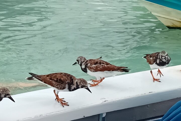 Boat Tour in 1/2 Day in the Great Ass of Sailing Bag