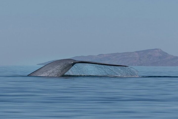Aventura de avistamiento de ballenas en Loretos Mar de Cortés