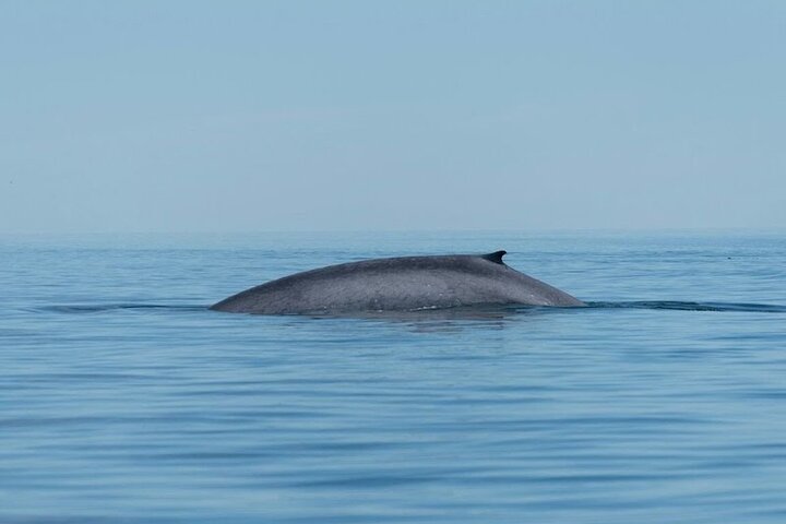 Aventura de avistamiento de ballenas en Loretos Mar de Cortés
