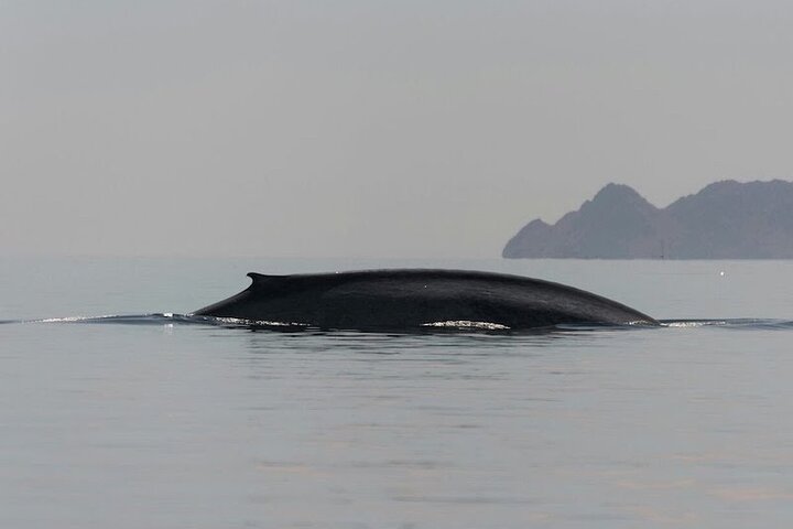 Aventura de avistamiento de ballenas en Loretos Mar de Cortés