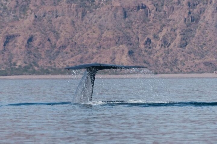 Aventura de avistamiento de ballenas en Loretos Mar de Cortés