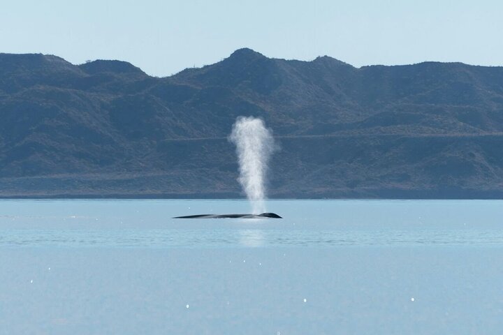 Aventura de avistamiento de ballenas en Loretos Mar de Cortés