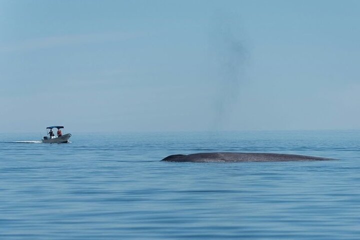 Aventura de avistamiento de ballenas en Loretos Mar de Cortés