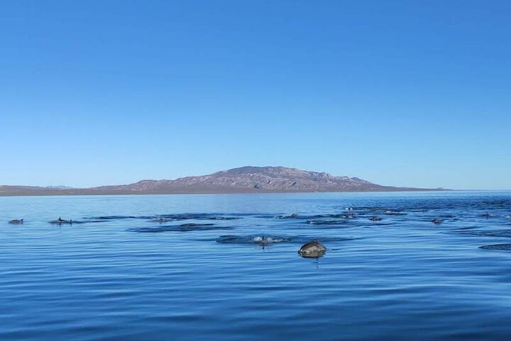 Aventura de avistamiento de ballenas en Loretos Mar de Cortés