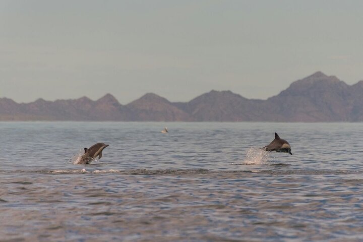 Aventura de avistamiento de ballenas en Loretos Mar de Cortés