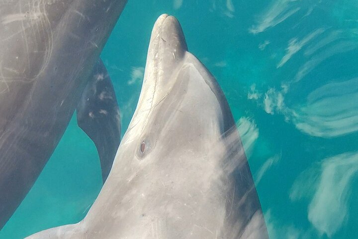 Aventura de avistamiento de ballenas en Loretos Mar de Cortés