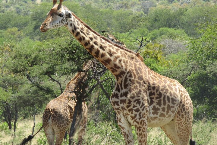 Kigali: Full-Day Akagera Safari + Optional Boat Ride