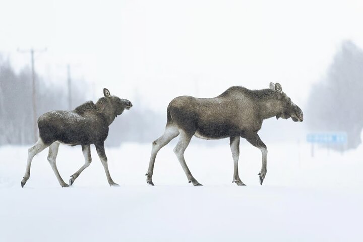 Abisko og Björkliden dagstur fra Kiruna med frokost