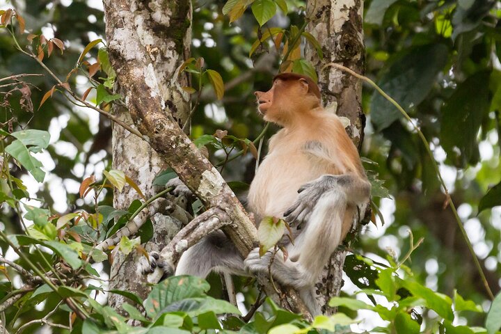 Sandakan : 2D1N Sukau Rainforest Wildlife reis en cruises