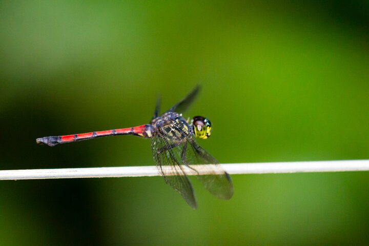 Sandakan : 2D1N Sukau Rainforest Wildlife reis en cruises