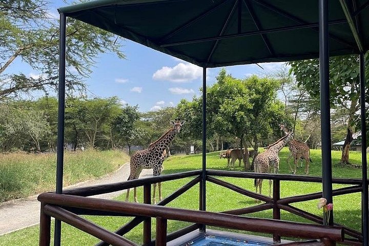 1 dagstur till Serval Wildlife Sanctuary och Massai Village Tour