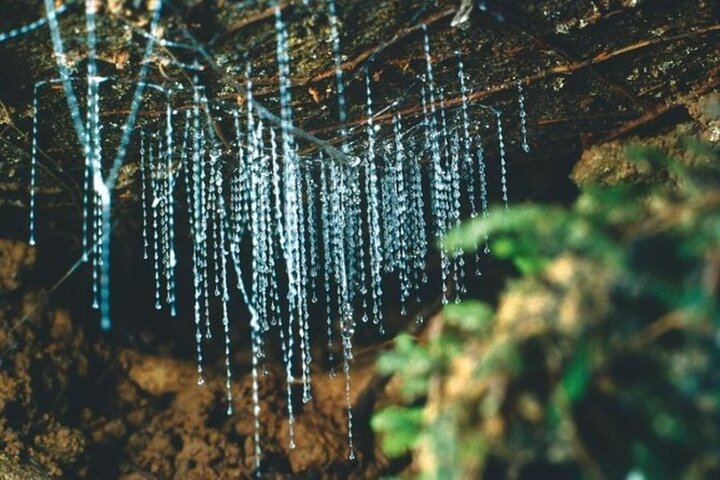 Hoteller i nærheden af Haruru Waterfalls and Glow Worm Caves Tour