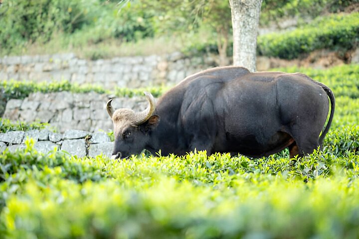 Coimbatore till Ooty dagsutflykt - Utforska en perfekt Hill Station