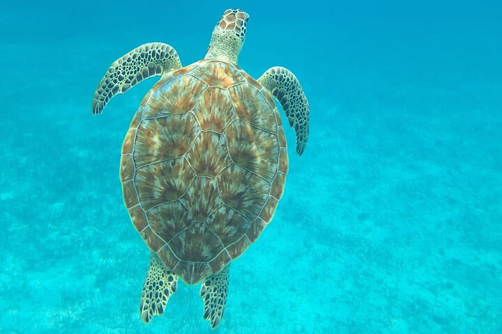 Caye Caulker Marine Reserve 3 detiene la aventura de buceo
