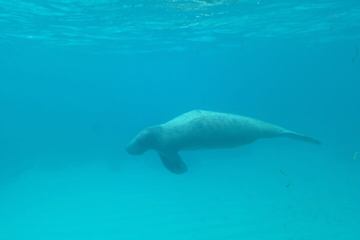 Caye Caulker Marine Reserve 3 detiene la aventura de buceo