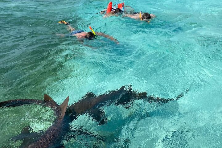 Caye Caulker Marine Reserve 3 detiene la aventura de buceo