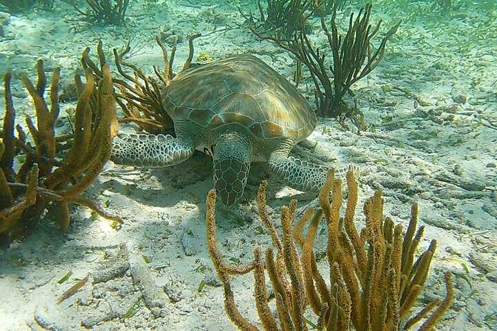 Caye Caulker Marine Reserve 3 detiene la aventura de buceo