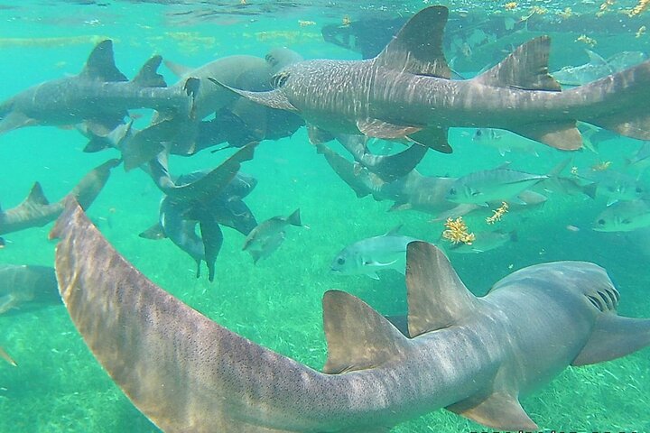 Caye Caulker Marine Reserve 3 detiene la aventura de buceo