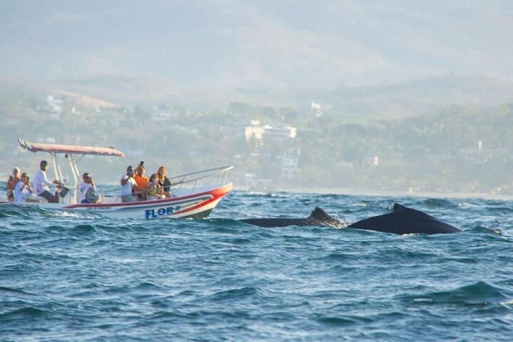 Delfin- und Walbeobachtungsbootsausflug in Puerto Escondido