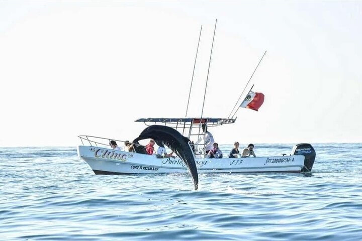 Delfin- und Walbeobachtungsbootsausflug in Puerto Escondido