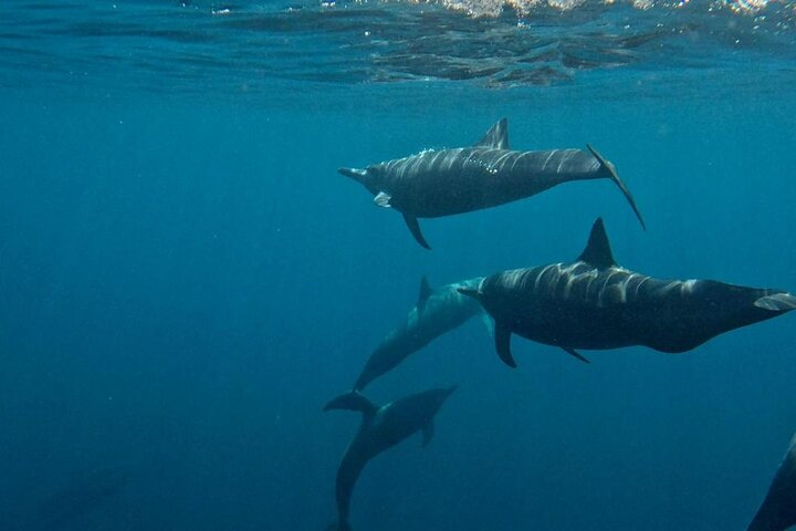 Delfin- und Walbeobachtungsbootsausflug in Puerto Escondido