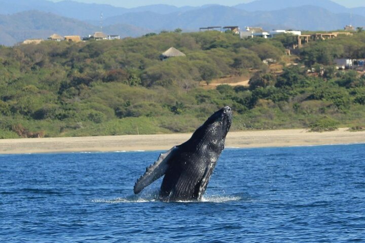 Delfin- und Walbeobachtungsbootsausflug in Puerto Escondido