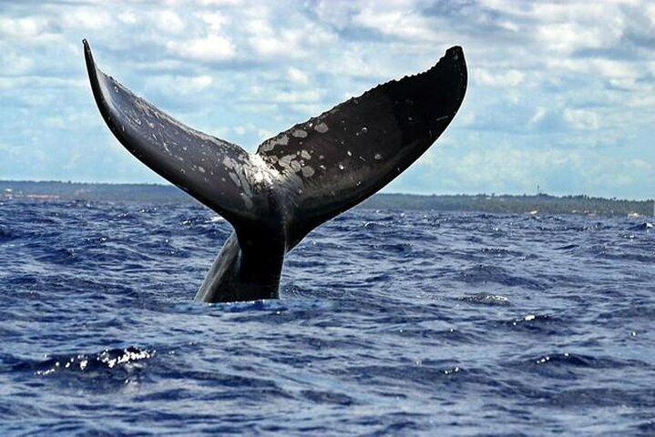 Delfin- und Walbeobachtungsbootsausflug in Puerto Escondido