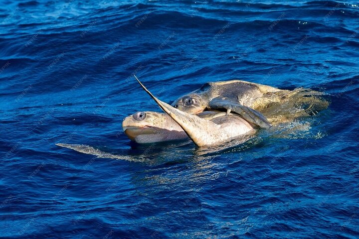 Delfin- und Walbeobachtungsbootsausflug in Puerto Escondido