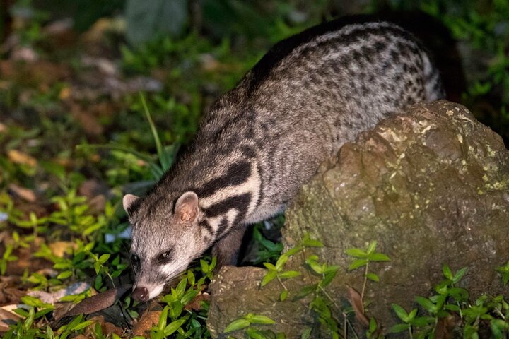 Tawau : 3D2N Maliau Basin La Expedición al Mundo Perdido desde Semporna