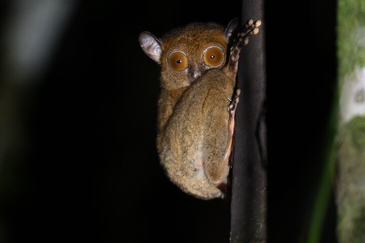 Tawau : 3D2N Maliau Basin La Expedición al Mundo Perdido desde Semporna