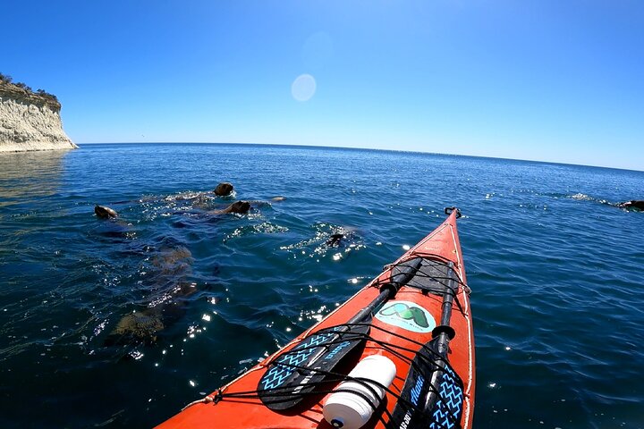 Esperienza di canoa in kayak con i leoni marini a Puerto Madryn