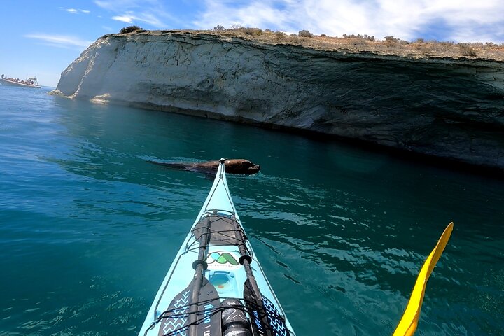 Esperienza di canoa in kayak con i leoni marini a Puerto Madryn