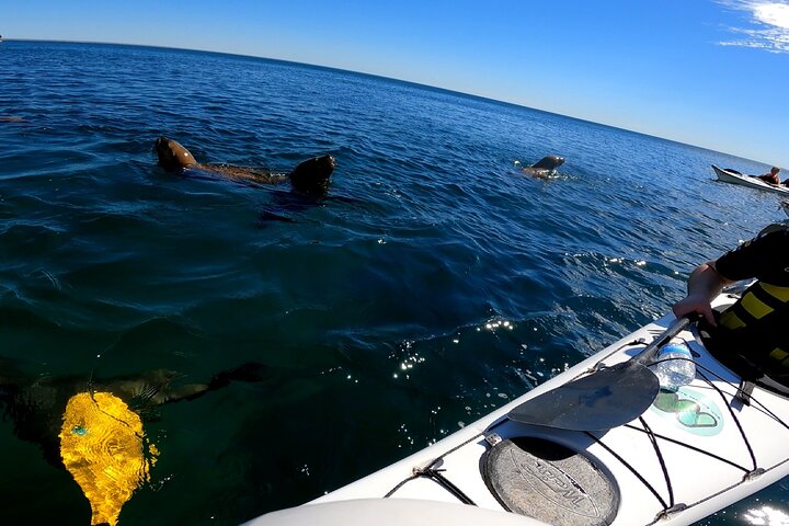 Esperienza di canoa in kayak con i leoni marini a Puerto Madryn