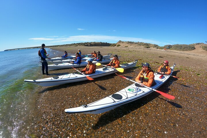 Esperienza di canoa in kayak con i leoni marini a Puerto Madryn