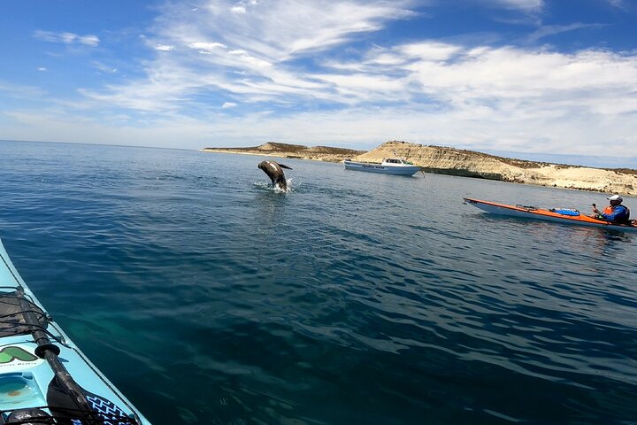 Esperienza di canoa in kayak con i leoni marini a Puerto Madryn