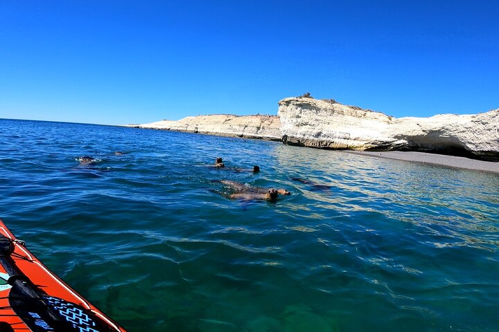 Esperienza di canoa in kayak con i leoni marini a Puerto Madryn