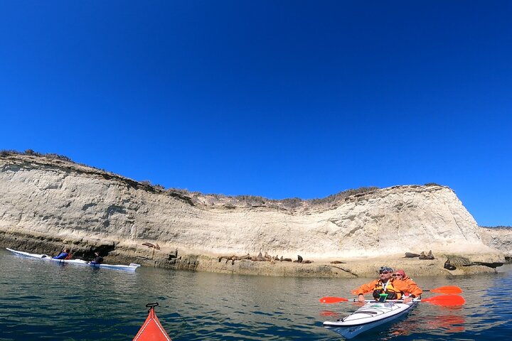 Esperienza di canoa in kayak con i leoni marini a Puerto Madryn