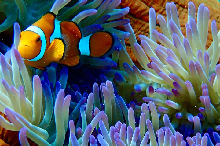 Aventura de navegación y snorkel en Outer Reef Mackay Cay desde Port Douglas
