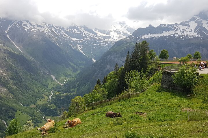 Lauterbrunnen-Mürren : Excursión en grupos pequeños a los Alpes suizos desde Berna